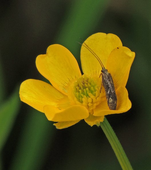 caddisfly-on-flower-at-1-000-mm