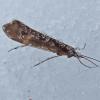 caddisfly-on-jan-3-13