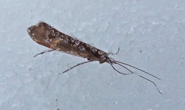 caddisfly-on-jan-3-13
