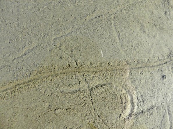 caddisfly-tracks-along-Mendenhall-Lake-shore-3