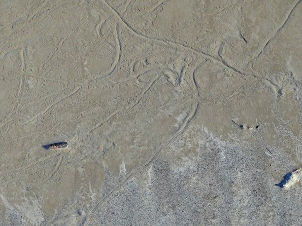 caddisfly-tracks-in-the-mud-Mendenhall-Lake-1