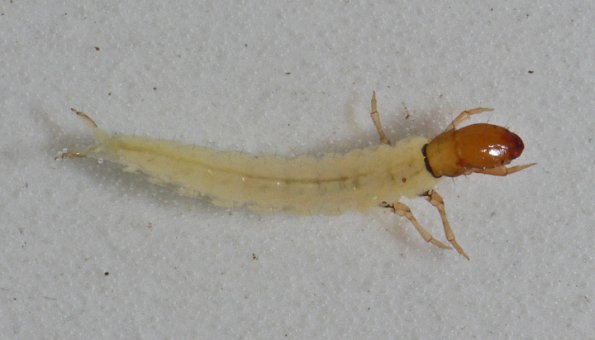 fingernet-caddisfly-larva