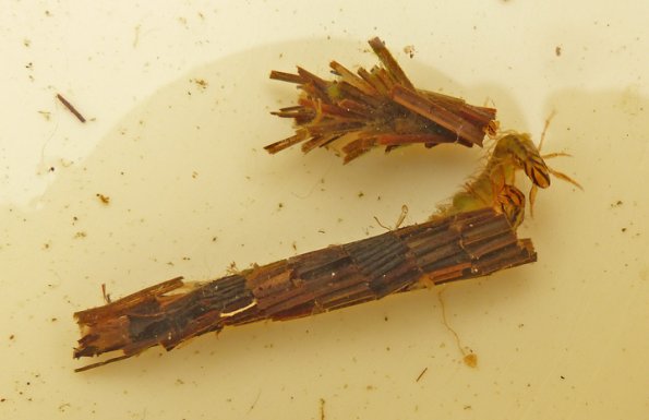 giant-case-maker-larva-fighting