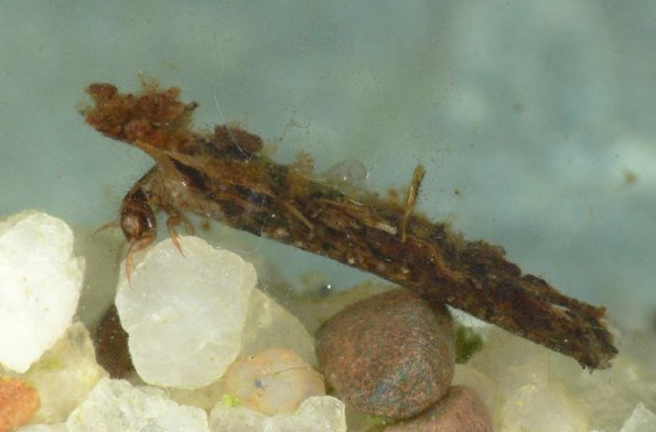 hood-case-maker-larva-side-view