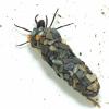 northern-case-maker-caddisfly