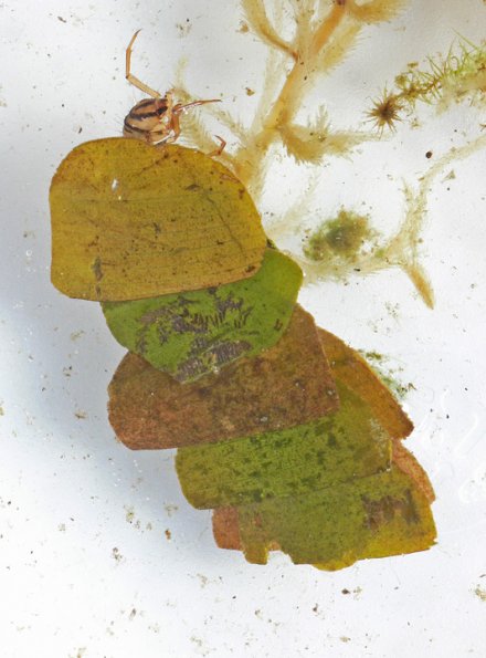 northern-case-maker-larva-1