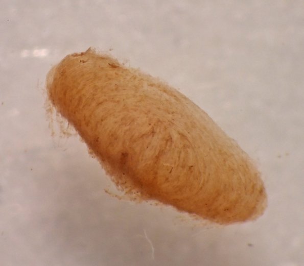 purse-case-maker-caddisfly-case_1326332020