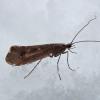 snow-sedge-caddisfly
