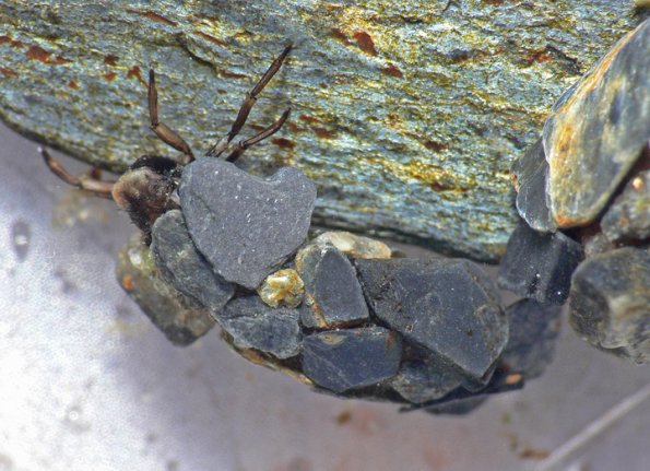 stone-cased-caddisfly-2
