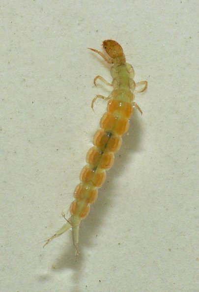 tube-making-caddisfly-larva