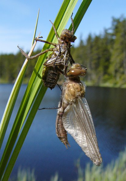 american-emerald-wings-forming