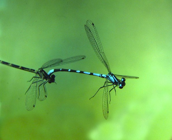 damselflies-in-tandem-position