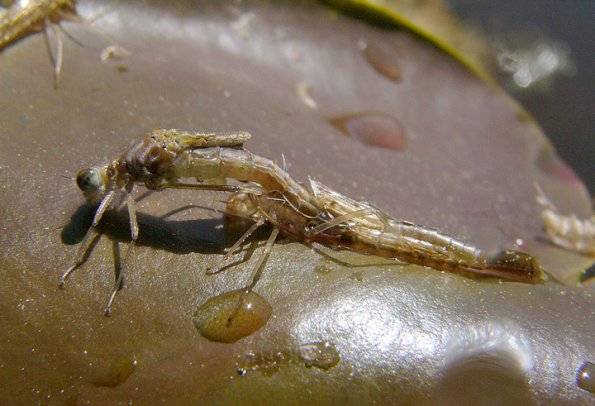 damselfly-emerging