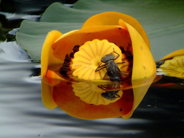 dragonfly-larvae-crawling-out-of-water
