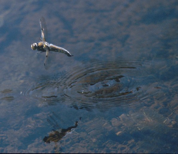 four-spotted-skimmer-female-laying-eggs