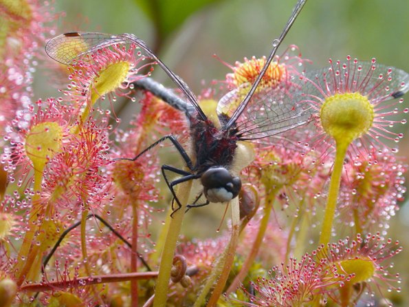 hudsonian-whiteface-stuck-on-sundew-plants