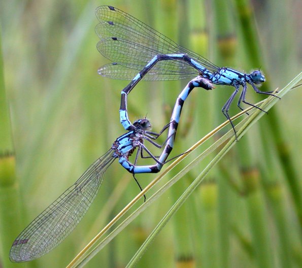 northern-bluets-mating