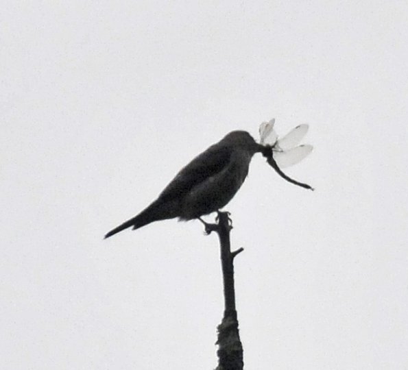olive-sided-flycatcher-with-darner