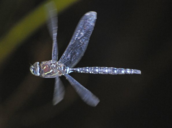 paddletail-darner-in-flight-2