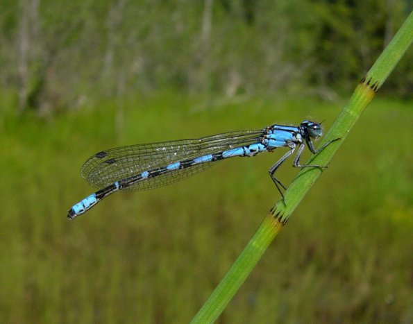 boreal-bluet-male