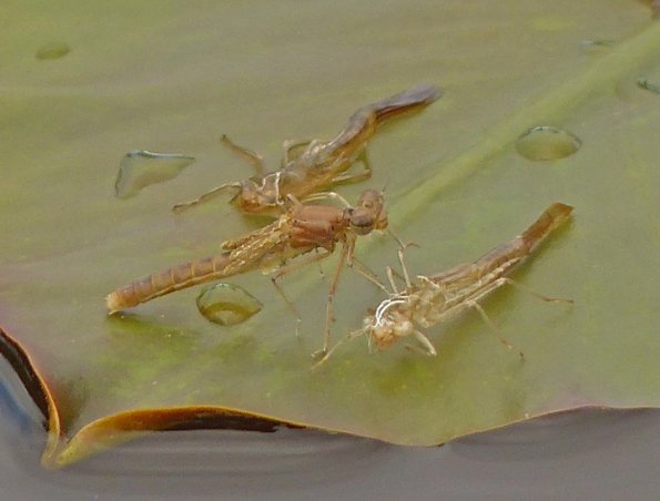 damselfly-2-recently-emerged-with-exoskeleton