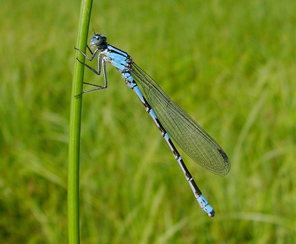 northern-bluet-male