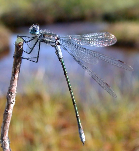 northern-spreadwing