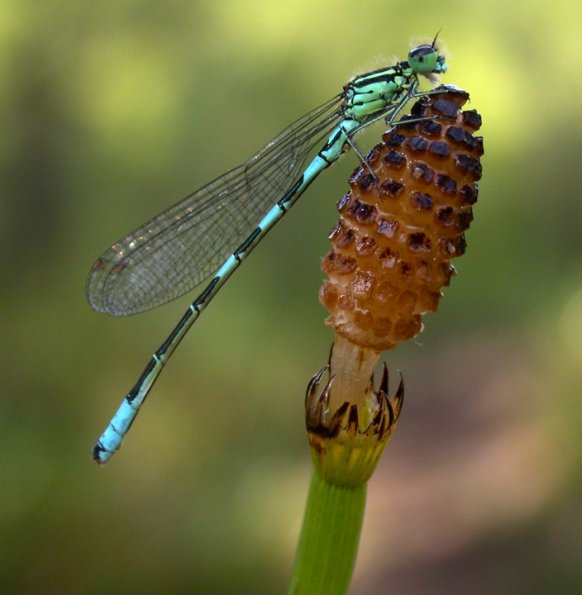 taiga-bluet-male