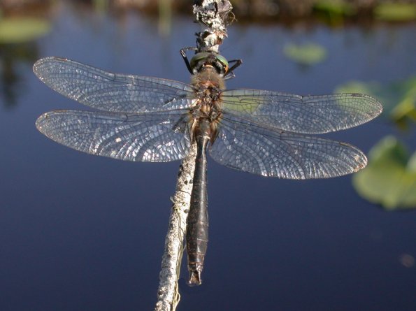 american-emerald-posed