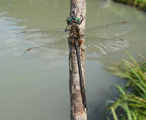 delicate-emerald-posed