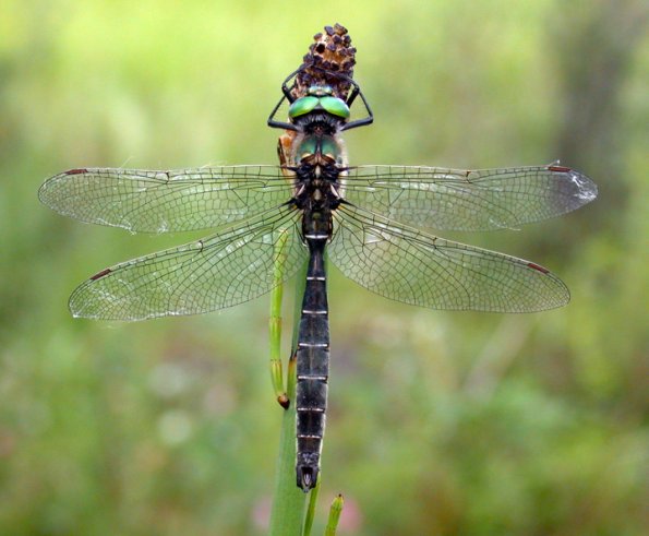 hudsonian-emerald-posed