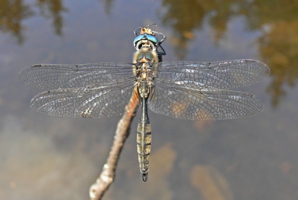 ocellated-emerald-posed