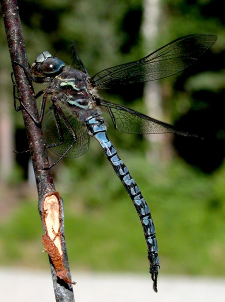 azure-darner