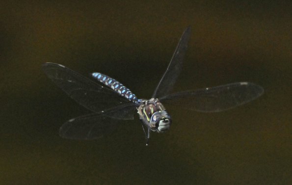 darner-in-flight