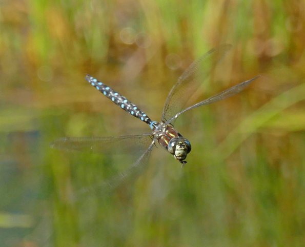 darner-with-prey