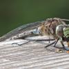 lake-darner-dragonfly-eating-yellow-jacket