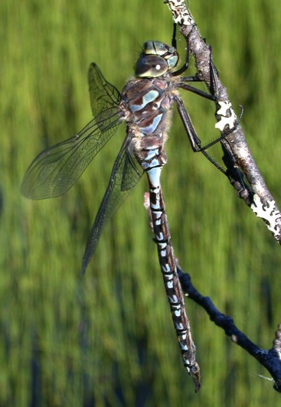 lake-darner