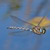 paddle-tailed-darner-in-flight-august-31