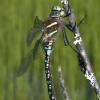 paddle-tailed-darner