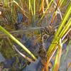 sedge-darner-female-laying-eggs