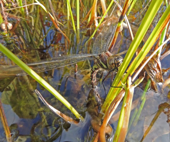 sedge-darner-female-laying-eggs