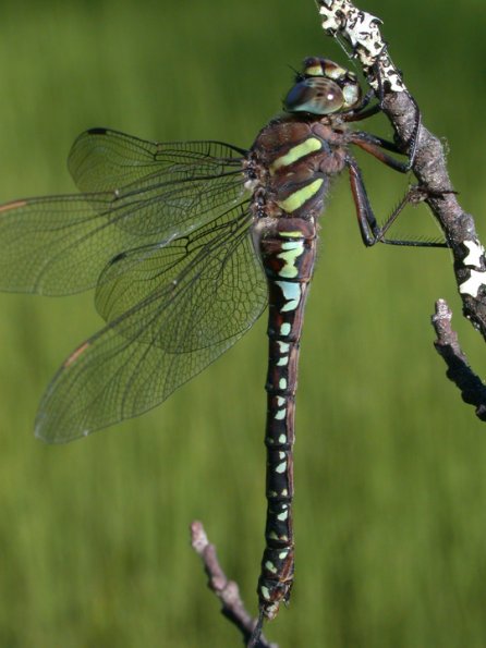 sedge-darner