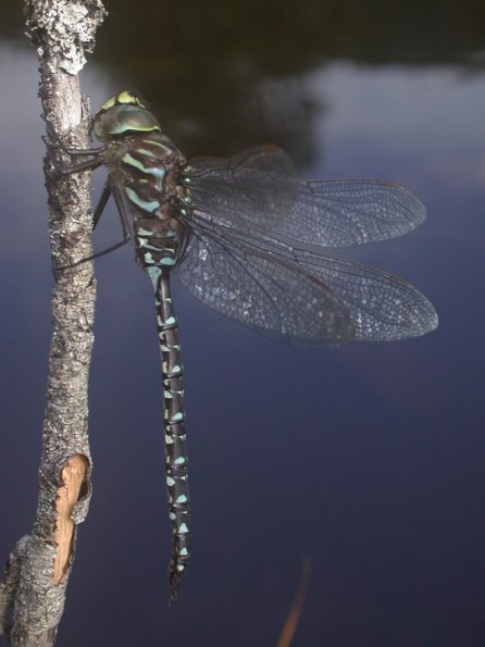 subarctic-darner