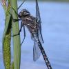 variable-darner