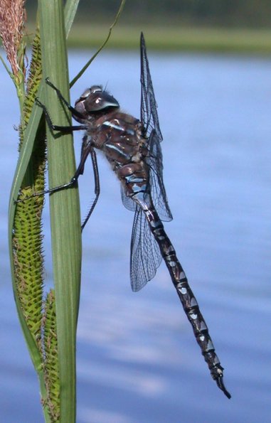 variable-darner