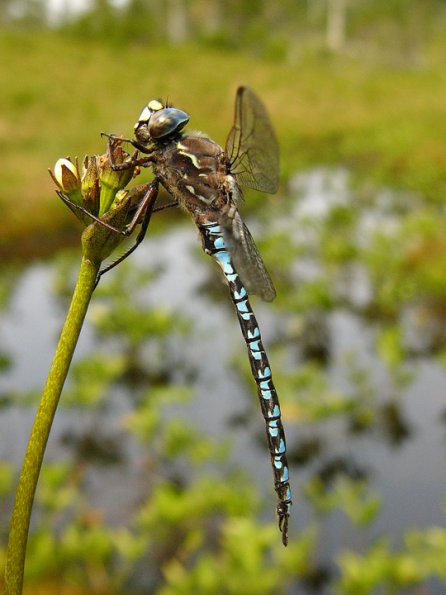 zigzag-darner