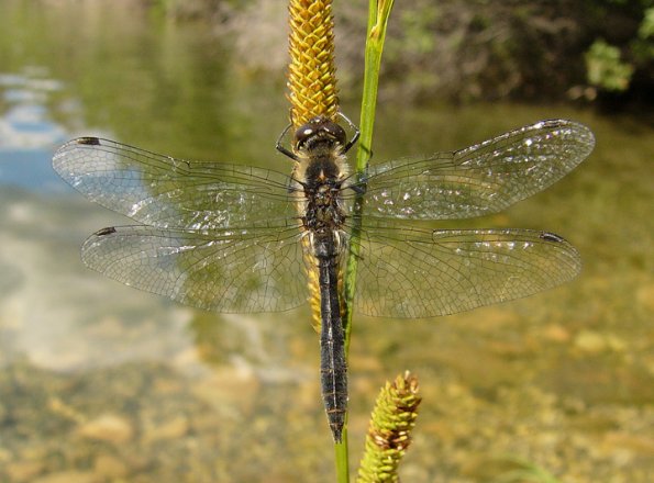 black-meadowhawk-male-posed
