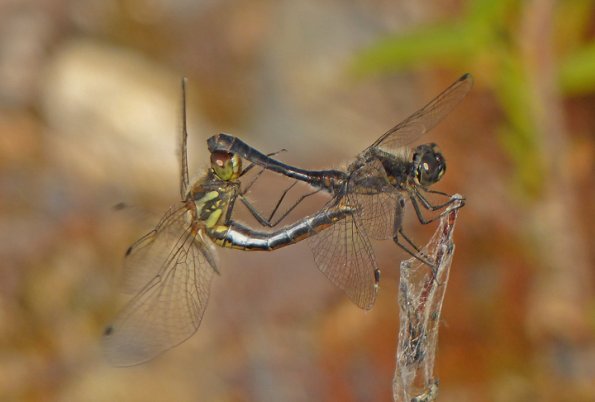 black-meadowhawks-mating-fairbanks-august-14