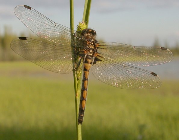 boreal-whiteface-female-posed