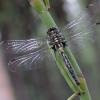 skimmers-family-libellulidae-